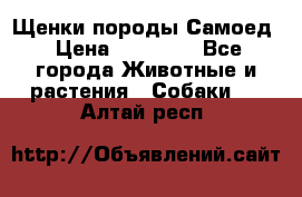 Щенки породы Самоед › Цена ­ 20 000 - Все города Животные и растения » Собаки   . Алтай респ.